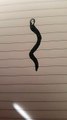 Serpente nero disegno