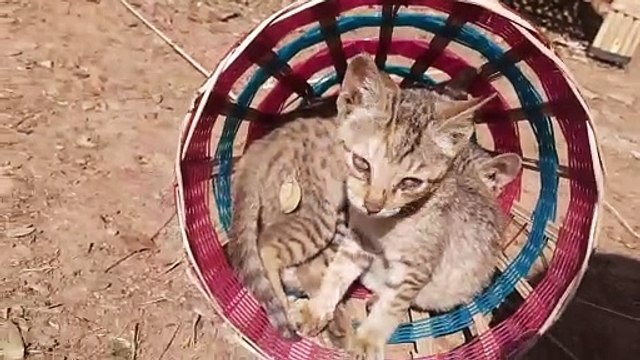 सर्दी का असर हुआ कम,​​खिली धूप तो जीवों को भी मिली राहत, देखे वीडियो