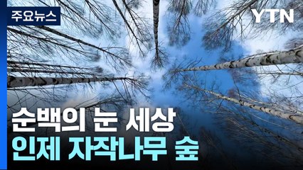 순백의 눈 세상...탐방객 기다리는 인제 자작나무 숲 / YTN