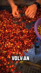 El cafe Cultivo y produccion de la bebida mas consumida del mundo !