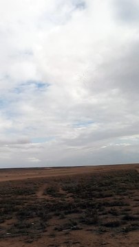 A flock of migratory birds in Jordan