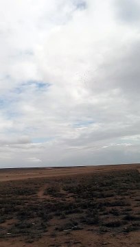 A flock of migratory birds in Jordan