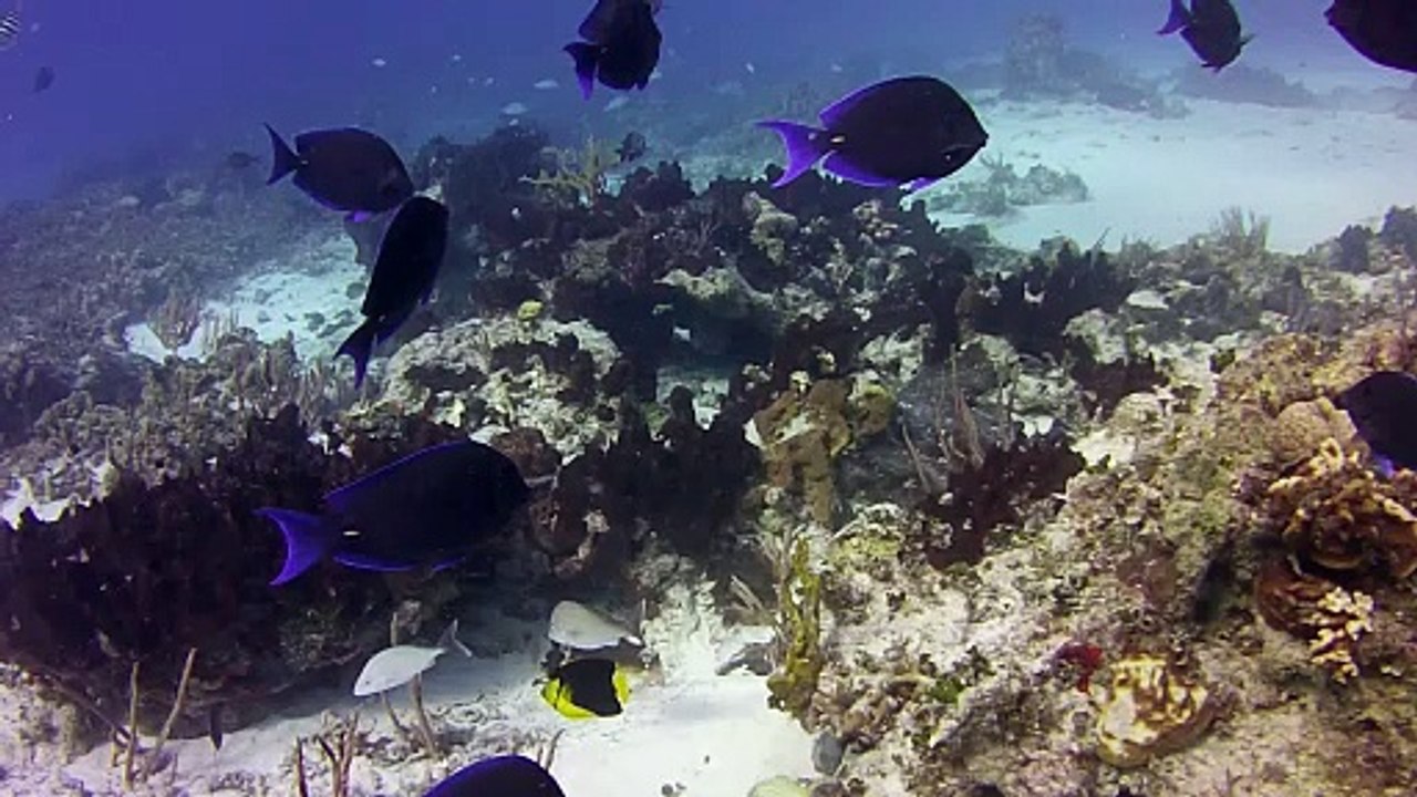 This dive video includes a turtle