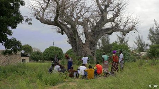 Kenya: Africa's 'tree of life' faces multiple threats