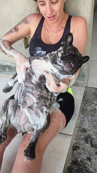 Dora the Bulldog Taking a Bath