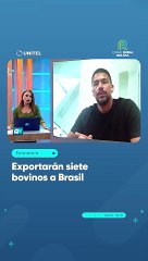 Exportarán siete bovinos a Brasil