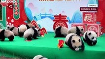 Aksi Menggemaskan 24 Anak Panda Raksasa Menyambut Tahun Baru Imlek