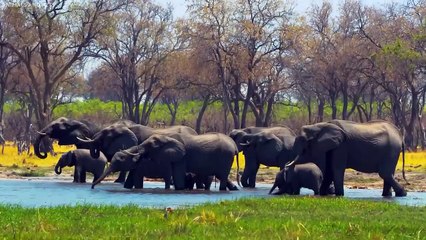 ライオンを簡単に殺せる動物トップ10