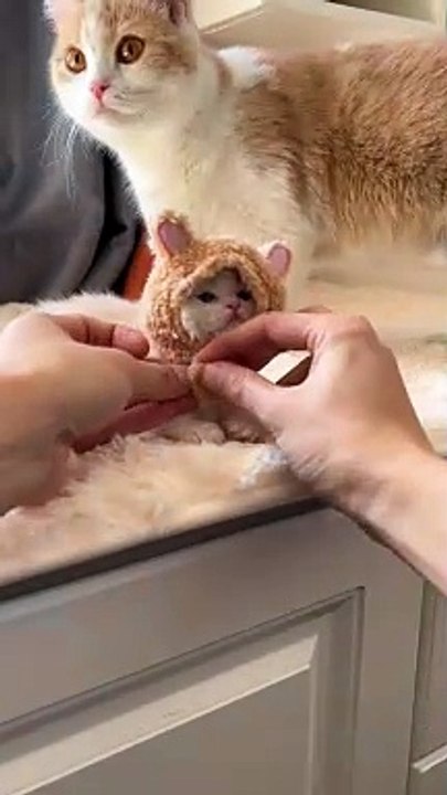 cute cat