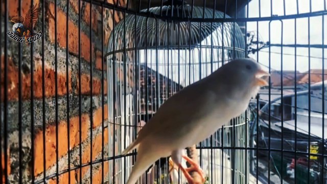 Kicau Burung Kenari
