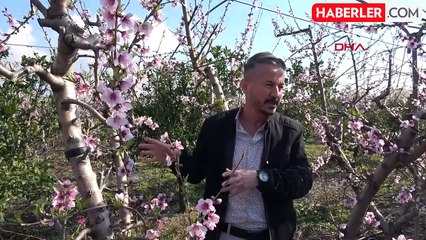 Mersin'de Yalancı Bahar: Meyve Ağaçları Çiçek Açtı