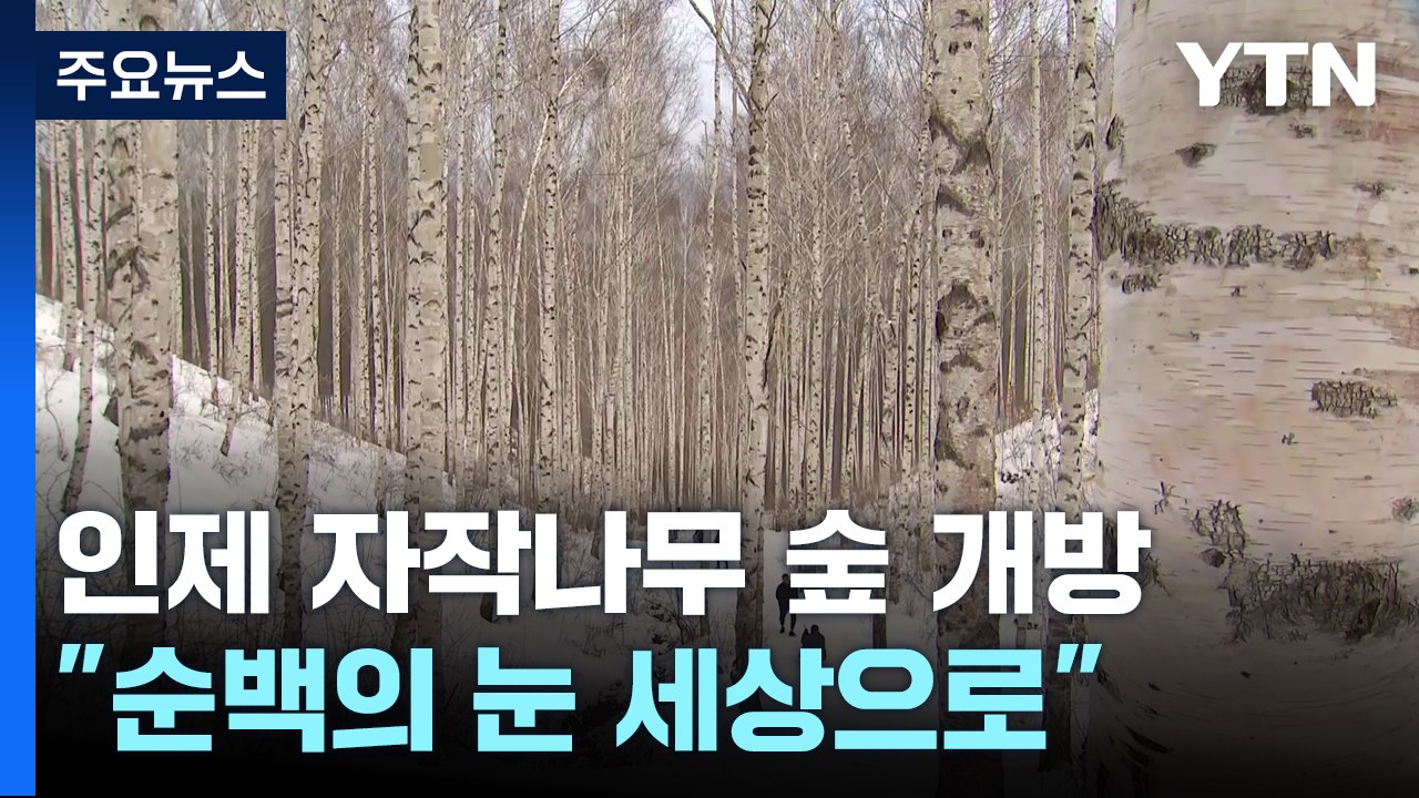 "당신을 기다립니다" 겨울 자작나무 숲 이색 풍경 / YTN