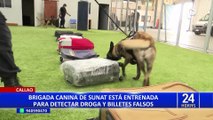 Perros de la SUNAT preparados para detectar droga y dinero camuflado