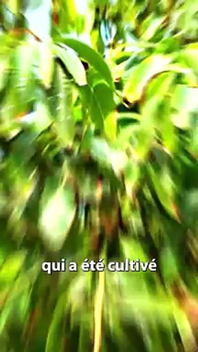 FRUIT TROPICAL ou FRUIT EXOTIQUE ?