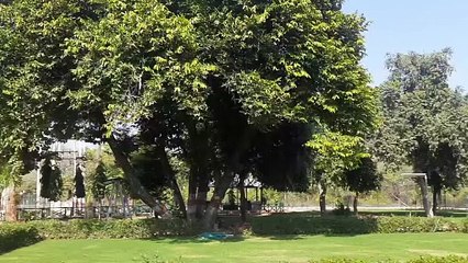 एक पेड़ ऐसा जिस पर कभी नहीं आता पतझड़, जानने के लिए देखे वीडियो-