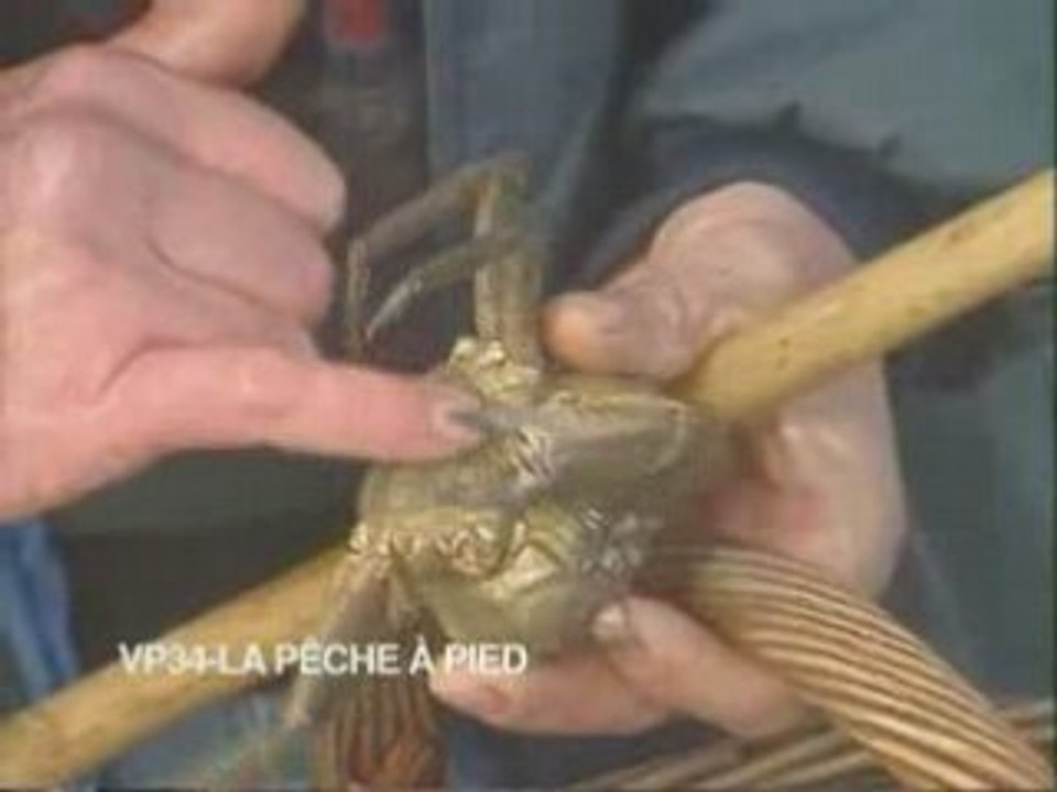 La peche a pied, coquillages et crustaces