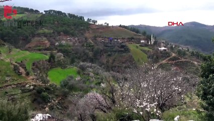 Gazipaşa'da badem ağaçları çiçek açtı