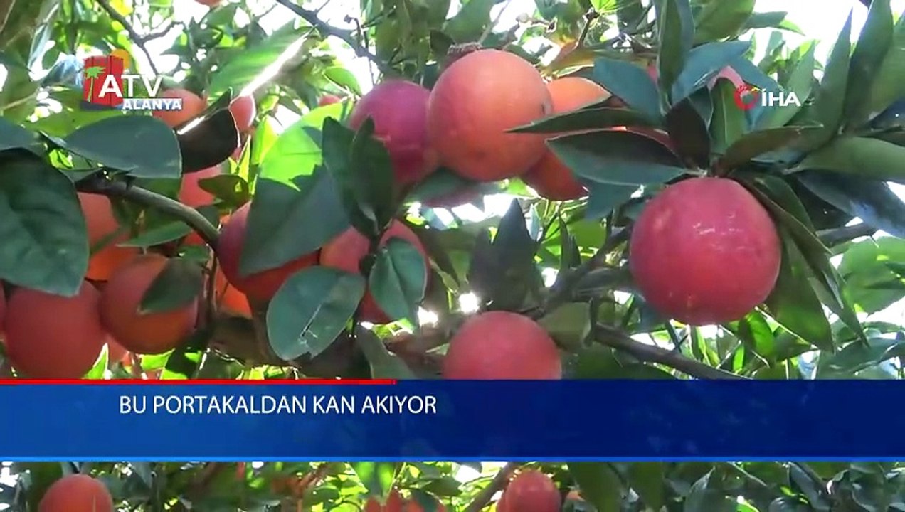 Bu portakaldan kan akıyor