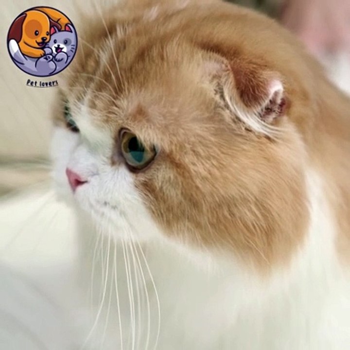 Pet lovers Brown and white cat #Petlovers #shorts #cutepets #petlovers #catlover