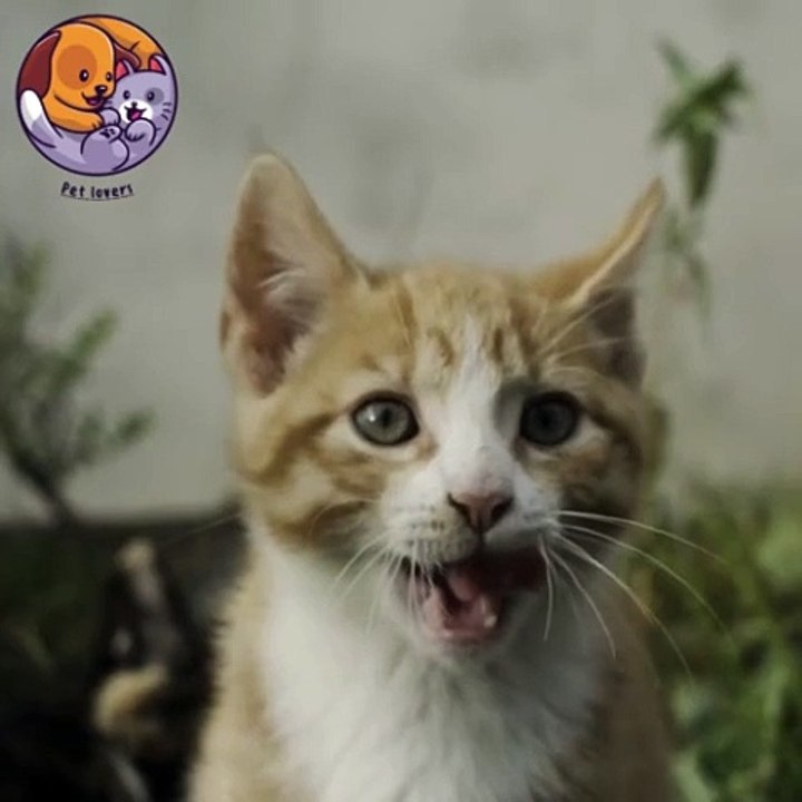 Pet lovers nice cat #petlovers #petshorts #shorts #cat #catoftheday #catplaying  #reels2024