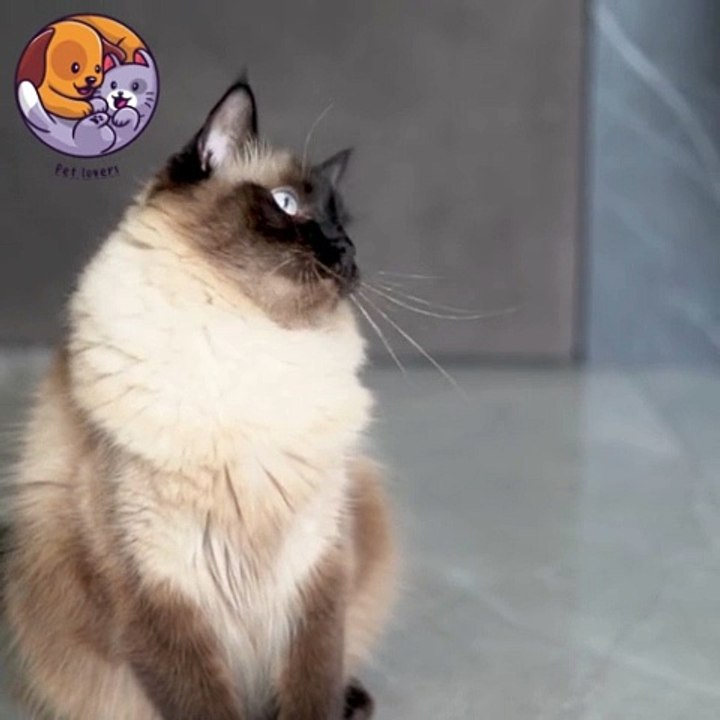 Pet lovers cat king #petlovers #petshorts #shorts #cat #catoftheday #catplaying