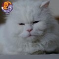 Pet lovers queen cat Cat,Pet lovers#horts #cutepets #petlovers #catlover #shortsvideo  #petcare #animallover #catchandrelease