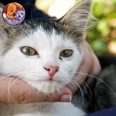 Pet lovers #shorts2024 #petcare #animallover #catoftheday