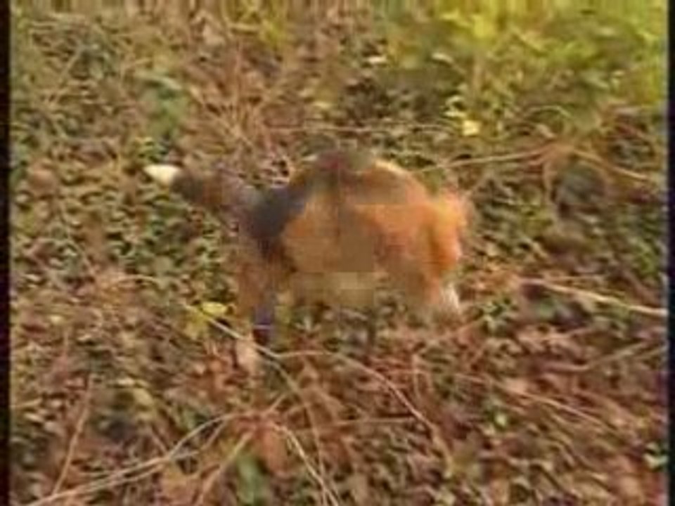 Lapin et Lievre aux chiens courants