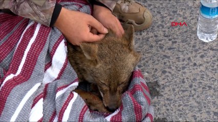 TEM Otoyolu'na çıkan yaralı çakalı trafik ekipleri kurtardı