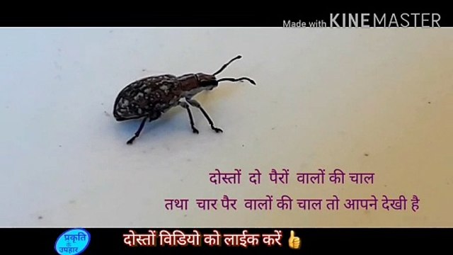 Amazing video documentary of insects | #insects | kide | kida
