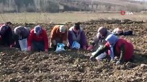 Kastamonu'da 'beyaz altın' ekimi geleneksel usullerle başladı: Tam bir alisin zengini!