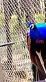 #peacock #bird #shortsyoutube #decent #shorts