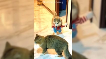 FUNNY CATS AND DOGS  & OTHER ANIMALS  NEW FUNNIEST ANIMALS VIDEOS 2024