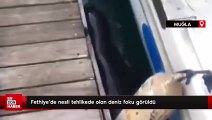 Fethiye'de nesli tehlikede olan deniz foku görüldü