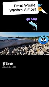 shorts895 Dead Whale Washes Ashore whale