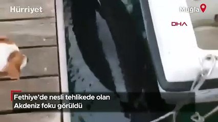 Fethiye’de nesli tehlikede olan Akdeniz foku görüntülendi