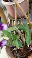 Pink, white plus dark purple orchid