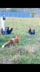 Güvenlik kameralarına yansıyan Tilki saldırıları!