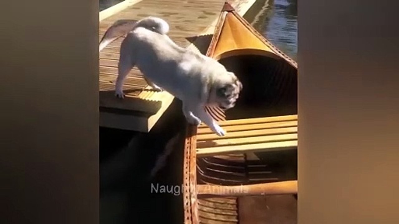 funny cat compilation part 1