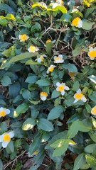 Siyah Çay bitkisinin tohumunu gördünüzmü?