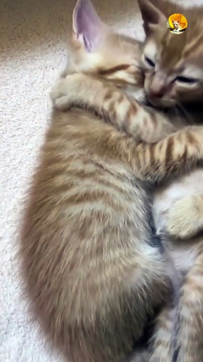 cutest cats cuddling| cute kittens cuddling videos| cute cats