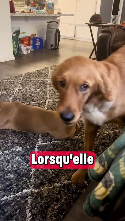 Son chien ne sait pas mentir 