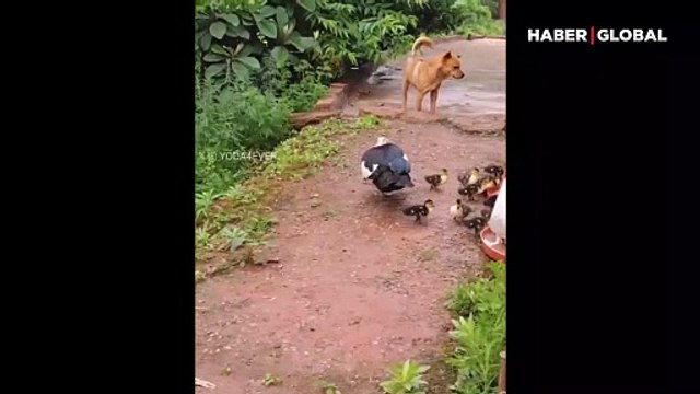 Anne ördek ve yavrularının yanından geçerken saygıda kusur etmeyen köpek gönülleri kazandı
