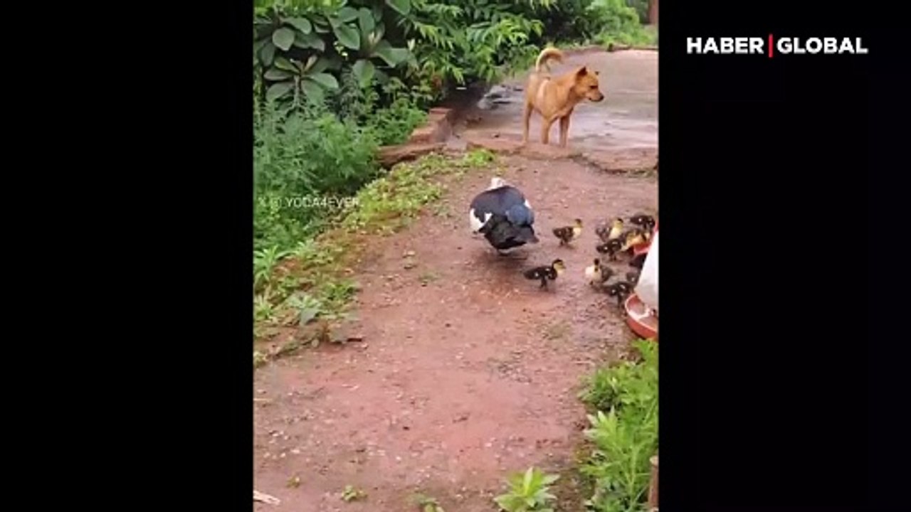 Anne ördek ve yavrularının yanından geçerken saygıda kusur etmeyen köpek gönülleri kazandı