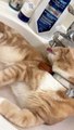 Cat Takes Sink Bath While Faucet Drinking