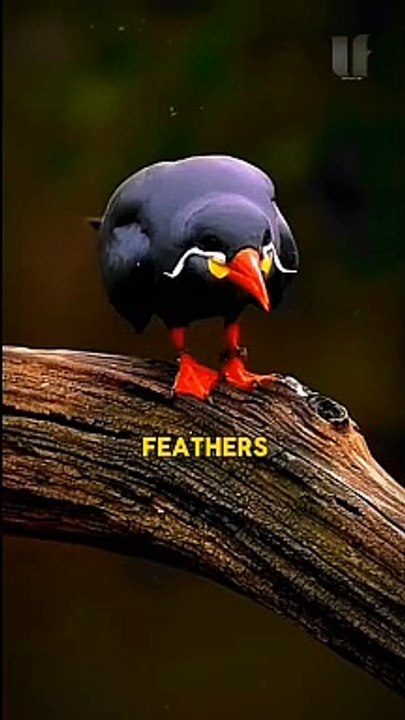 Inca Tern Facts