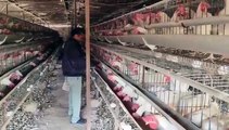 Poultry farming is a better option of employment, the trend of poultry