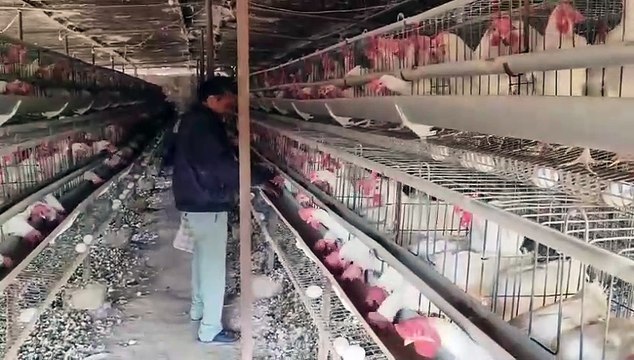 Poultry farming is a better option of employment, the trend of poultry