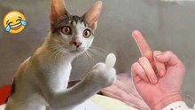 Funniest Cats And Dogs Videos  - Best Funny Animal Videos 2024