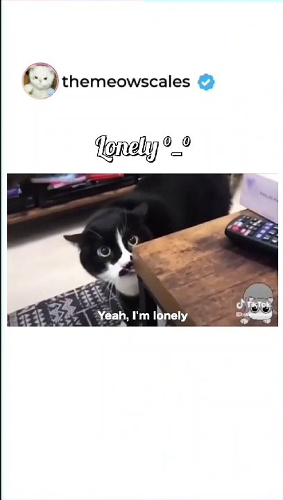 Funny Cats Compilation PART - 2 - Adorable Cats' Hilarious Moments Caught on Camera!